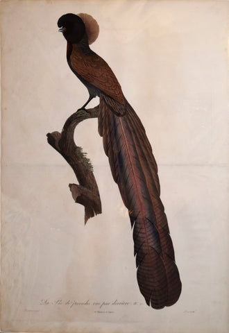 Jacques Barraband (1767-1809), Le Pie de Paradis ou L'Incomparable Male