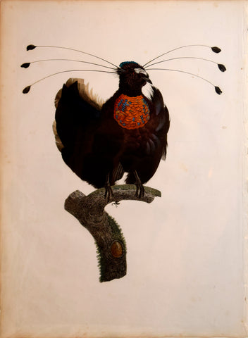 Jacques Barraband (1767-1809), Le Sifilet