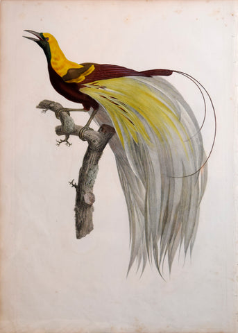 Jacques Barraband (1767-1809), Le petit Oiseau de paradis Emeraude, mâle.