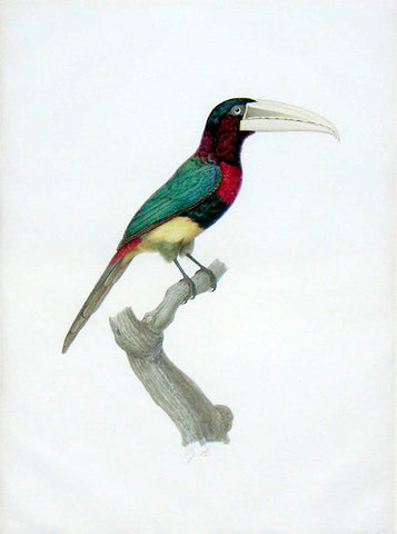 Jacques Barraband (French, 1767-1809), The Ivory-Billed Aracari – L’aracari Azara