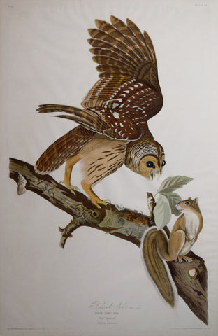 John James Audubon (1785-1851), Barred Owl Pl. XLVI