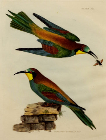 ﻿Prideaux John Selby (1788-1867), Bee Eaters European Male & Female Plt XLI