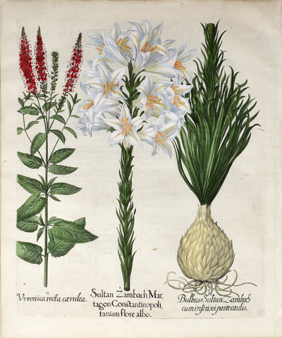 Basilius Besler (1561-1629), Sultan Zambach Martagon Constantinopolitanum flore albo