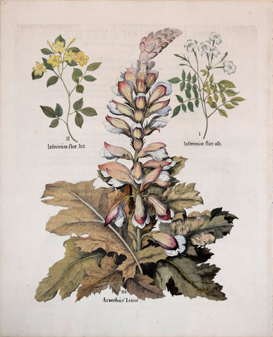 Basilius Besler (1561-1629), Acanthus Leuis