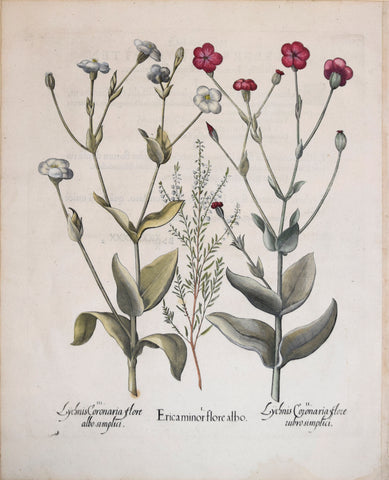 Basilius Besler (1561-1629), Erica minor flore albo