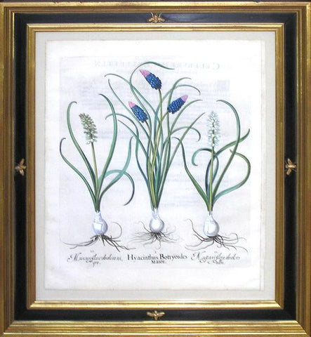 Basilius Besler (1561-1629), Hyacinthus Botryoides Maior