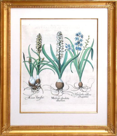 Basilius Besler (1561-1629), Muscari obsoleto albo flore