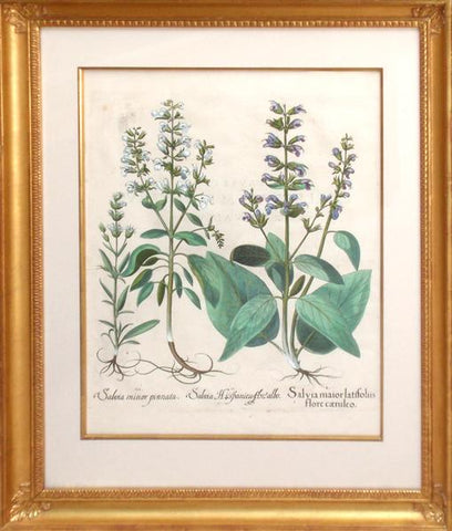 Basilius Besler (1561-1629), Salvia maior latifoliis flore caeruleo