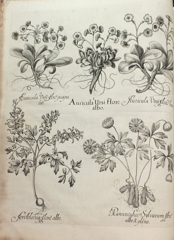 Basilius Besler (1561-1629), Hortus Eystettensis...