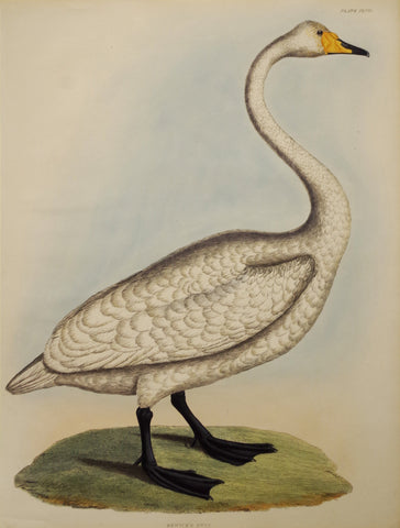 ﻿Prideaux John Selby (1788-1867), Bewick's Swan Plt XLVII