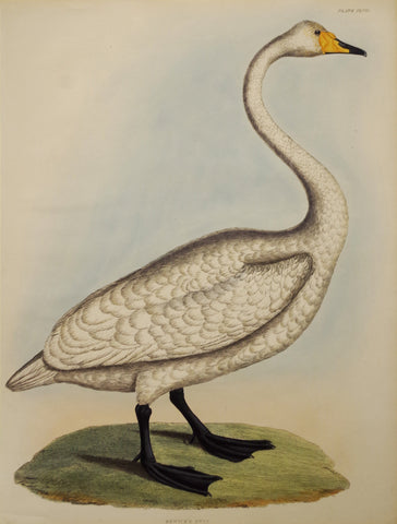 Prideaux John Selby (1788-1867), Bewick's Swan Plt XLVII