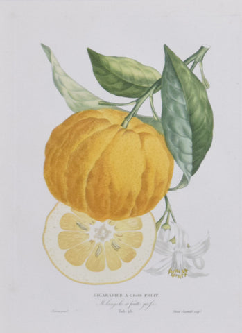 Antoine Risso (1777-1845) & Antoine Poiteau (1766-1854), Bigaradier A Gros Fruit