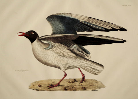 Prideaux John Selby (1788-1867), Black-headed Gull Summer Plumage Plt XCII