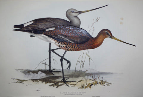 John Gould (1804-1881), Black-tailed Godwit