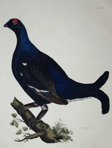 ﻿Prideaux John Selby (1788-1867), Black Grouse Male Plt LVIII