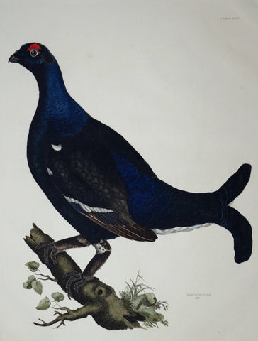 Prideaux John Selby (1788-1867), Black Grouse Male Plt LVIII