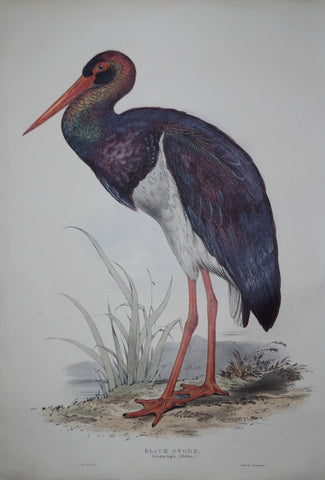John Gould (1804-1881), Black Stork
