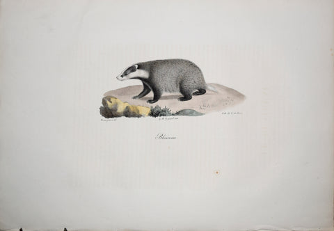 Frederic Cuvier (1769-1832) & Geoffroy Saint-Hilaire (1772-1844), Blaireau