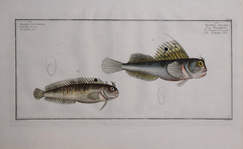 Marcus Elieser Bloch (1723-1799), Blennius Gattorugine & Blennius Ocellaris (Tombot Bleny & The Butterfly-Fish), Pl CLXVII