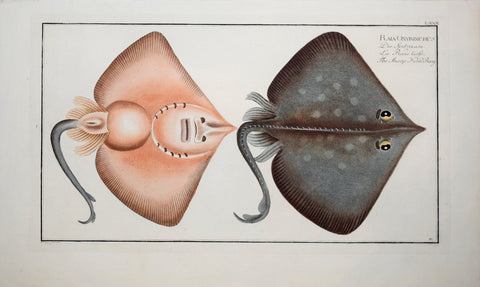 Marcus Elieser Bloch (1723-1799), Raia Oxyrinchus, (Sharp-nosed Ray), Pl. LXXX