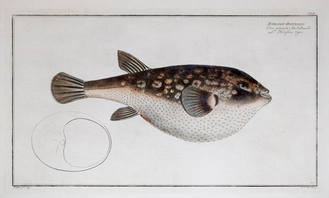 Marcus Elieser Bloch (1723-1799), Tetrodon Honckenii, (Evil-eye Pufferfish), Pl. CXLIII