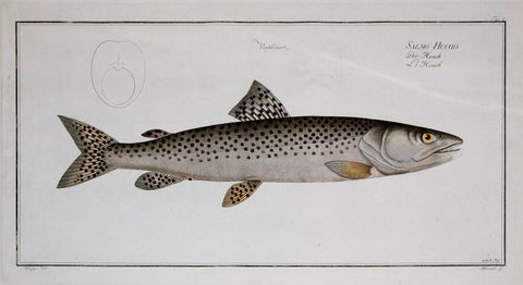 Marcus Elieser Bloch (1723-1799), Salmo Hucho, Pl. C