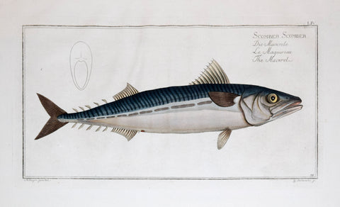 Marcus Elieser Bloch (1723-1799), Scomber Scomber Pl. LIV