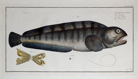 Marcus Elieser Bloch (1723-1799), Anarihchas Lupus (Wolf Fish), Pl. LXXIV