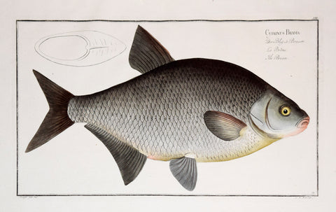 Marcus Elieser Bloch (1723-1799), Cyprinus Brama, Pl. XIII