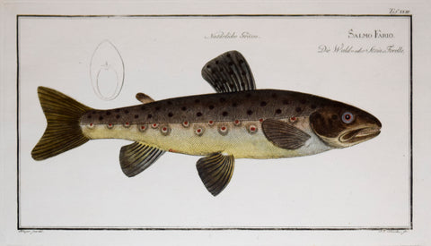 Marcus Elieser Bloch (1723-1799), Salmo Fario, Pl. XXIII