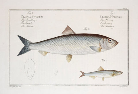 Marcus Elieser Bloch (1723-1799), The Herring & Sardine, Pl. XXIX