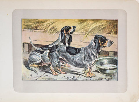 P. Mahler & J.B. Samat, Blue Gascony Basset