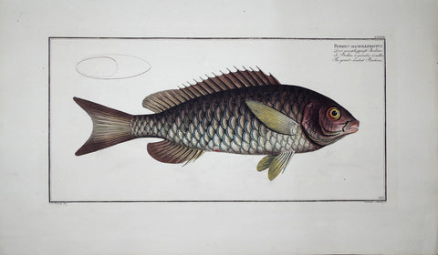 Marcus Elieser Bloch (1723-1799), Bodinus Macrolepidotus (Great-Scaled Bodian), Pl CCXXX