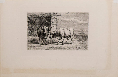 Karl Bodmer (1809-1893), Bovine (Cow Cattle)