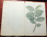 Francois Van Boeckholtz (Dutch, fl 1773 - 1819), Korte beschreiving van den Soekoon, of Brood=boom op Java.