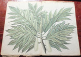Francois Van Boeckholtz (Dutch, fl 1773 - 1819), Korte beschreiving van den Soekoon, of Brood=boom op Java.