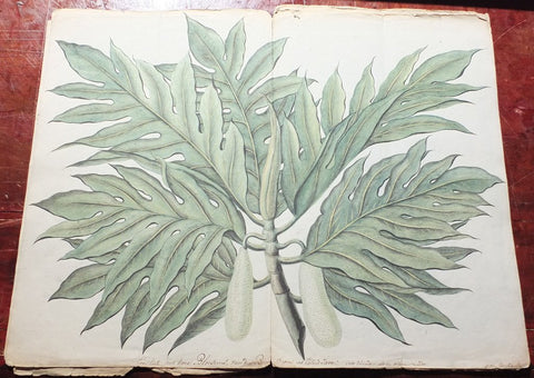 Francois Van Boeckholtz (Dutch, fl 1773 - 1819), Korte beschreiving van den Soekoon, of Brood=boom op Java.