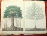 Francois Van Boeckholtz (Dutch, fl 1773 - 1819), Korte beschreiving van den Soekoon, of Brood=boom op Java.