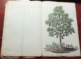Francois Van Boeckholtz (Dutch, fl 1773 - 1819), Korte beschreiving van den Soekoon, of Brood=boom op Java.