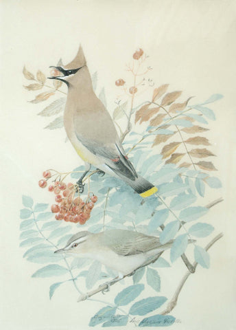 Louis Agassiz Fuertes (1874-1927), Bohemian Waxwing