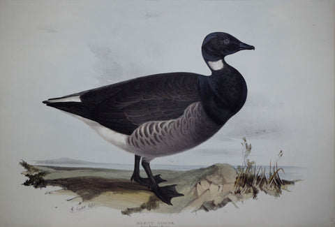 John Gould (1804-1881), Brent Goose