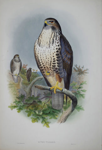 John Gould (1804-1881), Buteo Vulgaris