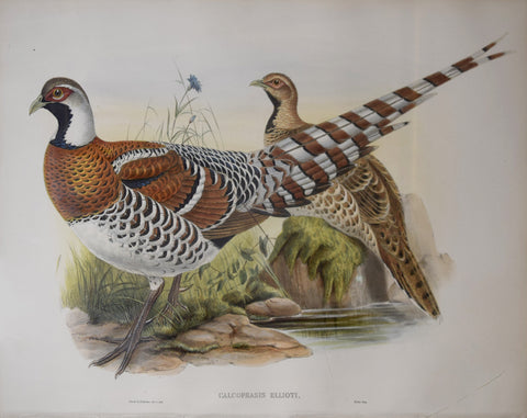 John Gould (1804-1881), Calcophasis Ellioti