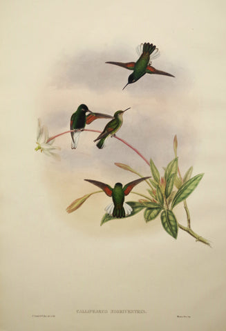 John Gould (1804-1881), Callipharus Nigriventris