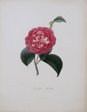 Laurent Berlese (1784-1863), Camellia Billottii P256
