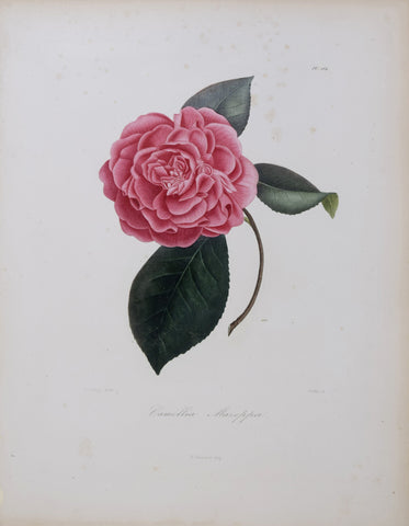 Laurent Berlese (1784-1863), Camellia Mareppa P264