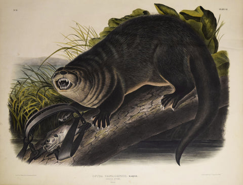 John James Audubon (1785-1851) & John Woodhouse Audubon (1812-1862), Canada Otter Pl. LI