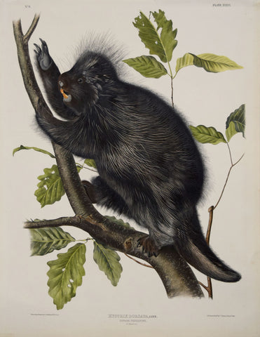 John James Audubon (1785-1851) & John Woodhouse Audubon (1812-1862), Canada porcupine Pl. XXXVI