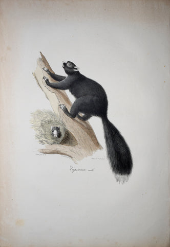 Frederic Cuvier (1769-1832) & Geoffroy Saint-Hilaire (1772-1844), Capistrate Male - Black Squirrel