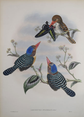 John Gould (1804-1881), Carcineutes Pulchellus (Banded Kingfisher)